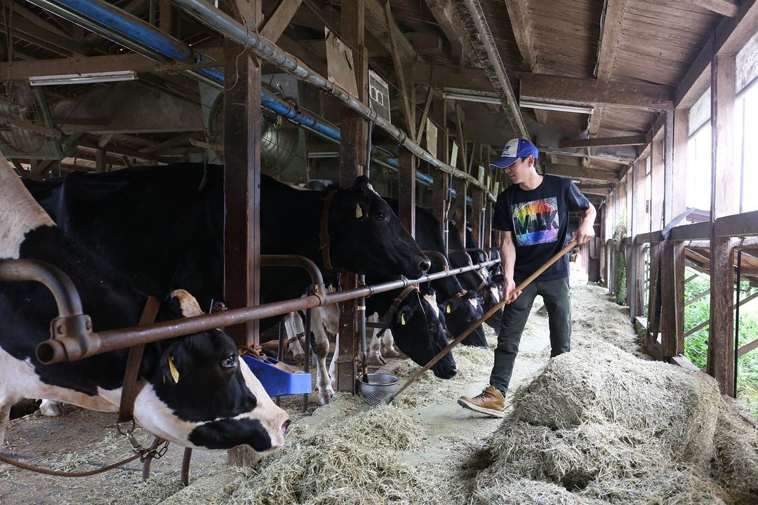 川上牧場の牛舎で乳牛の世話をしている様子