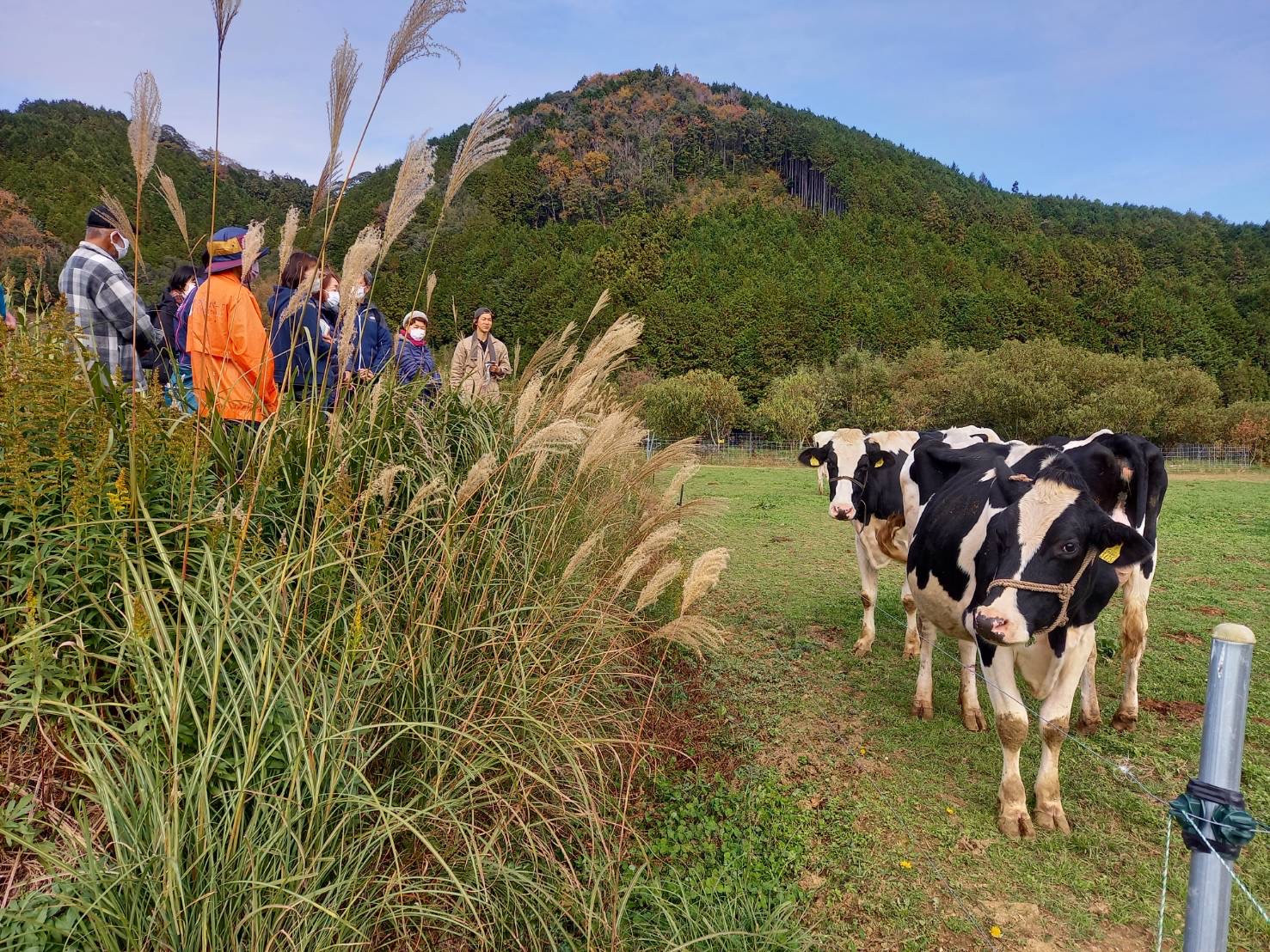 放牧されている牛の様子
