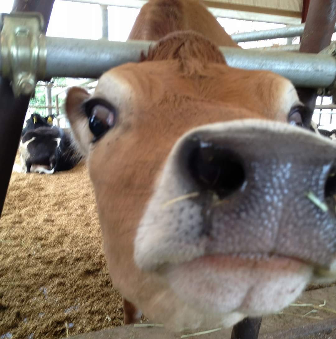 近い距離で撮影された牛の顔