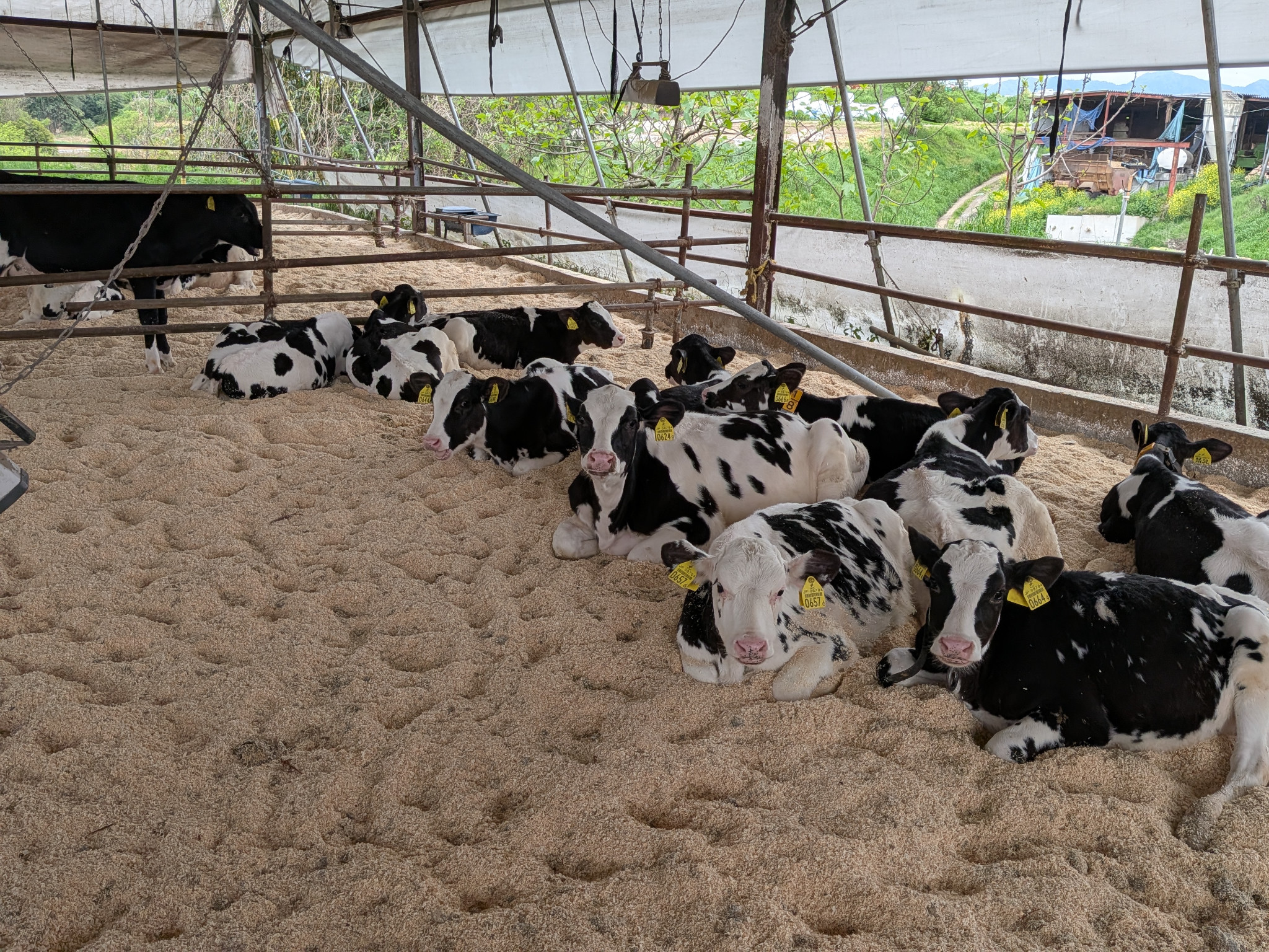 リラックスしている牛の写真