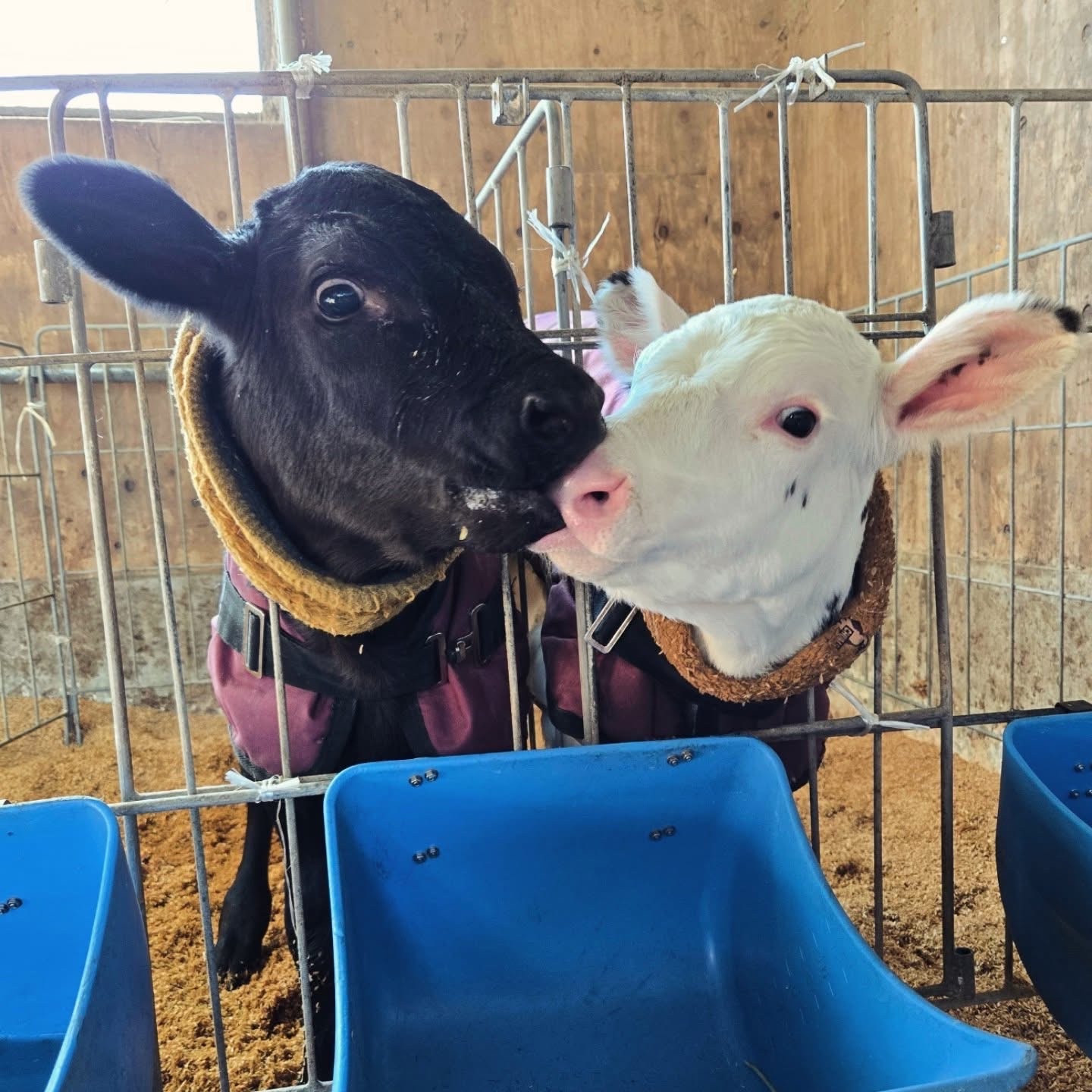 牛の写真イメージ例