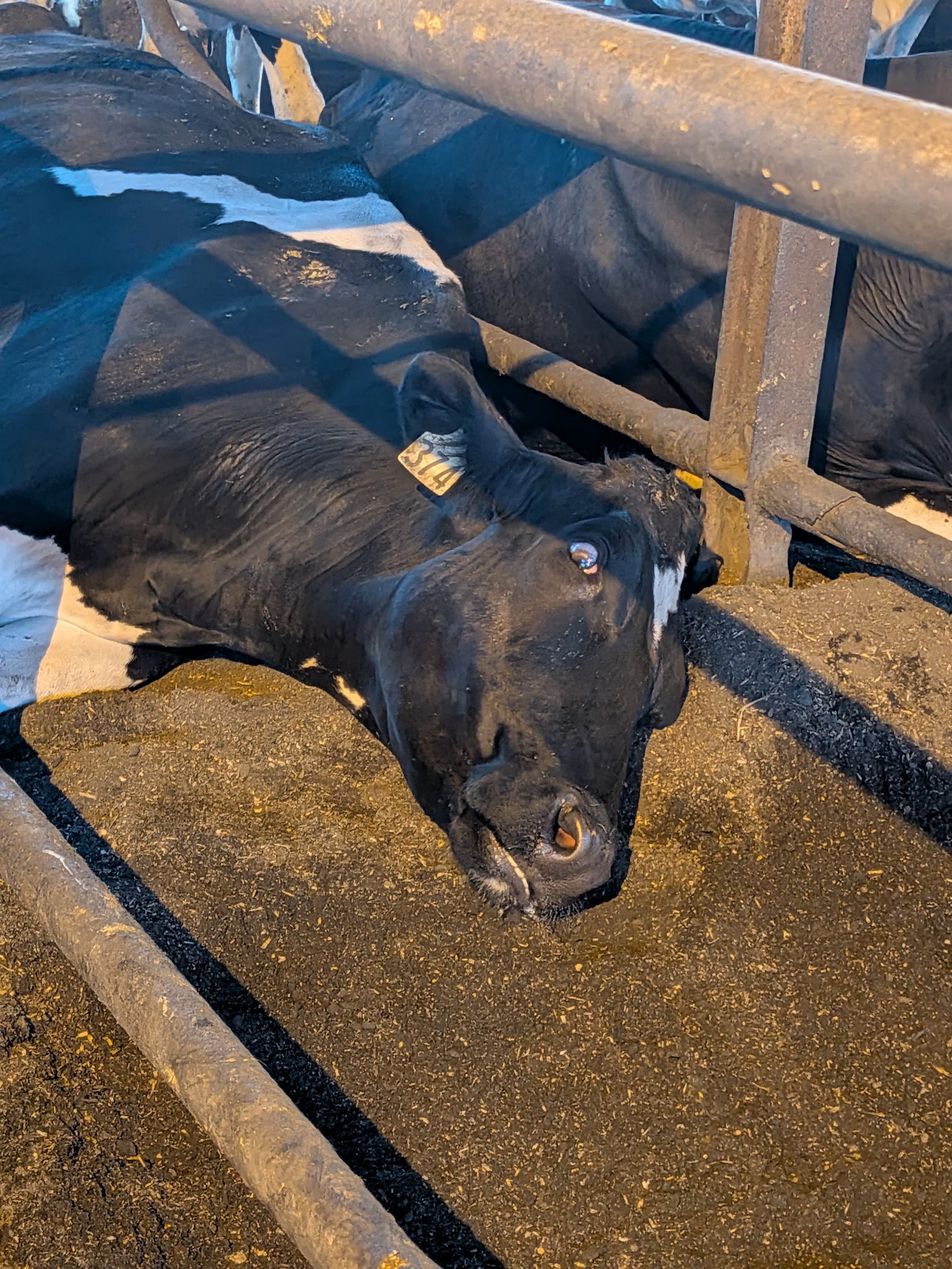 眠っている牛の顔