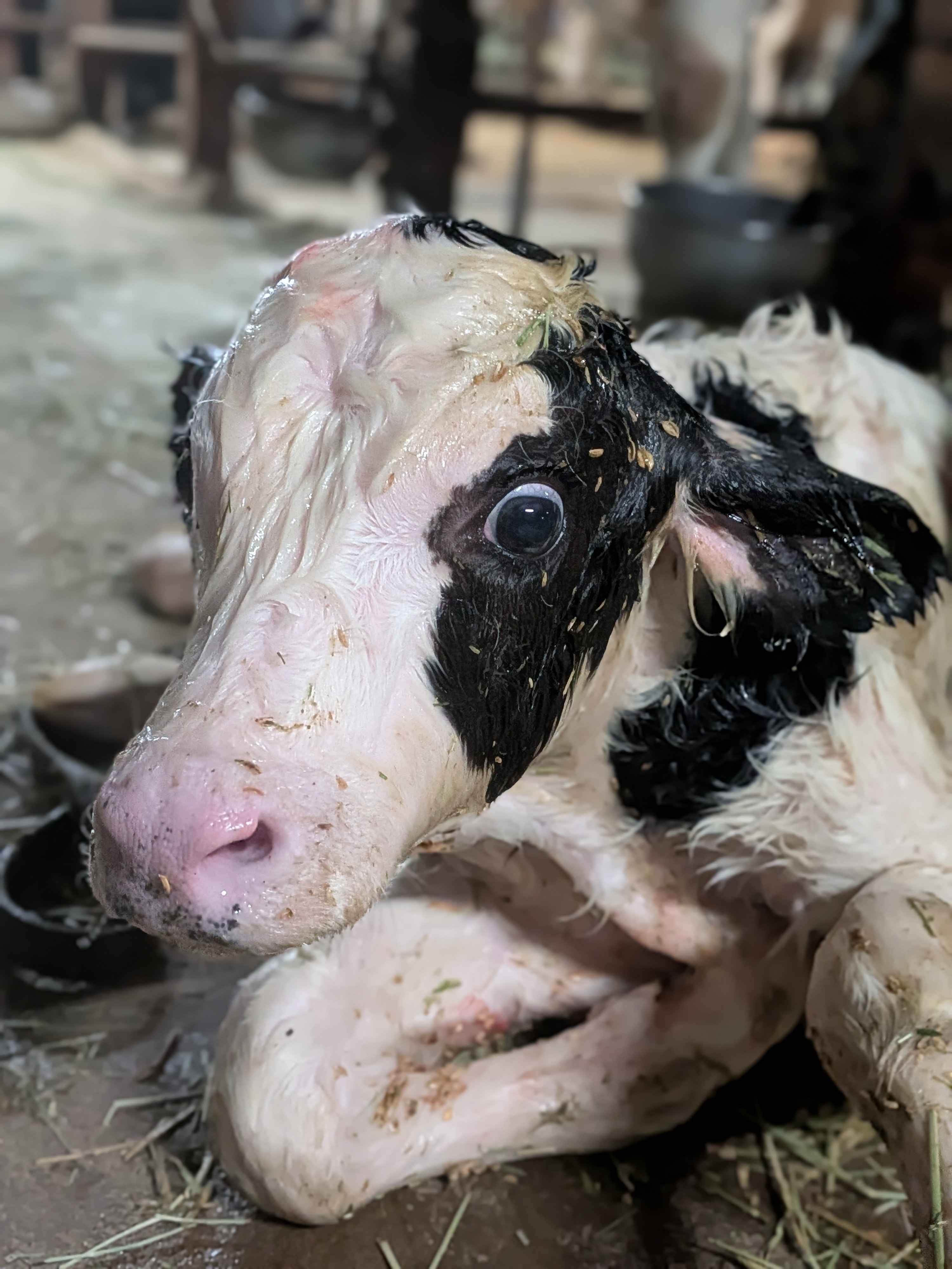 生まれたばかりの牛の赤ちゃん