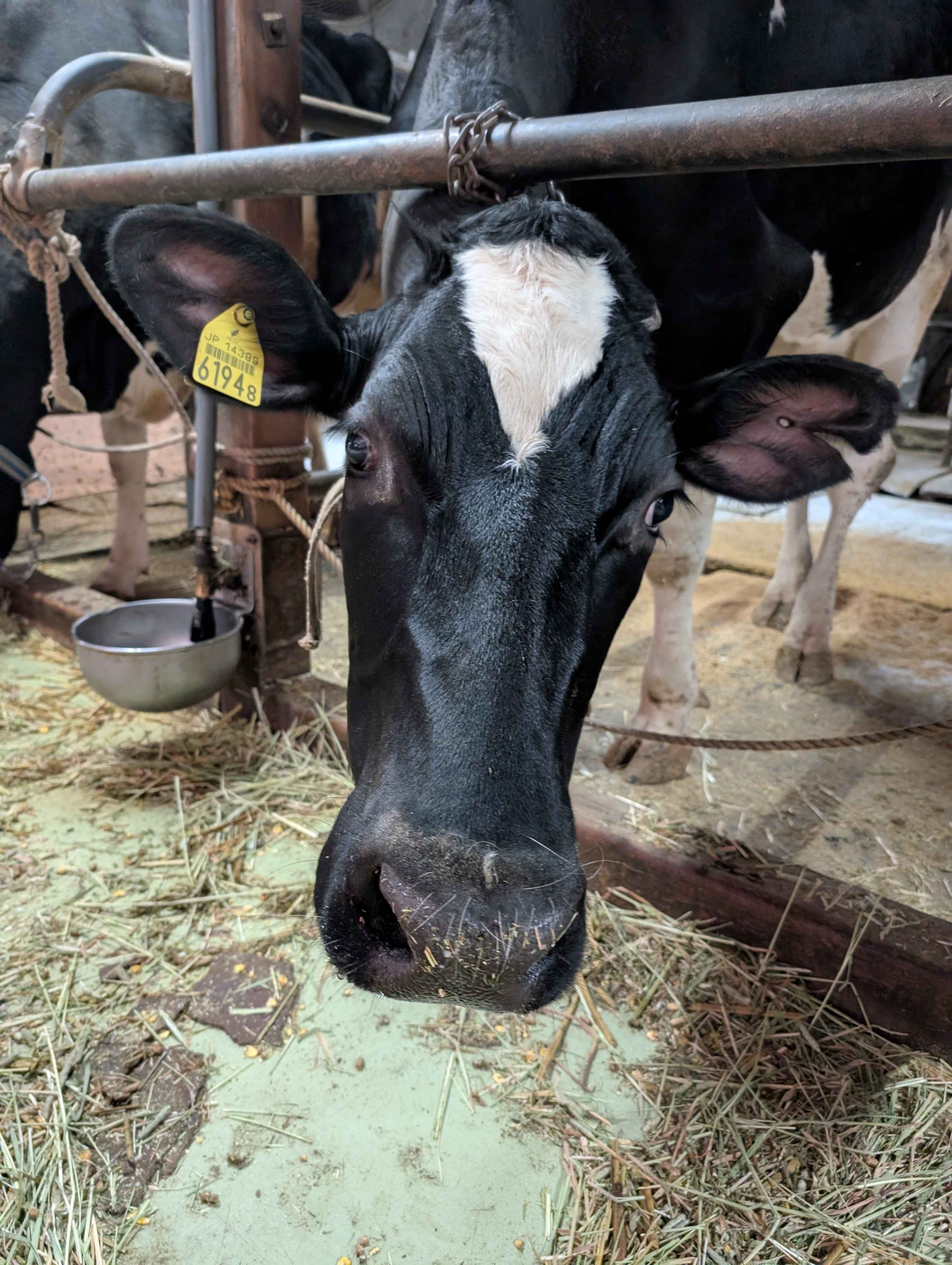 牛の顔のアップ